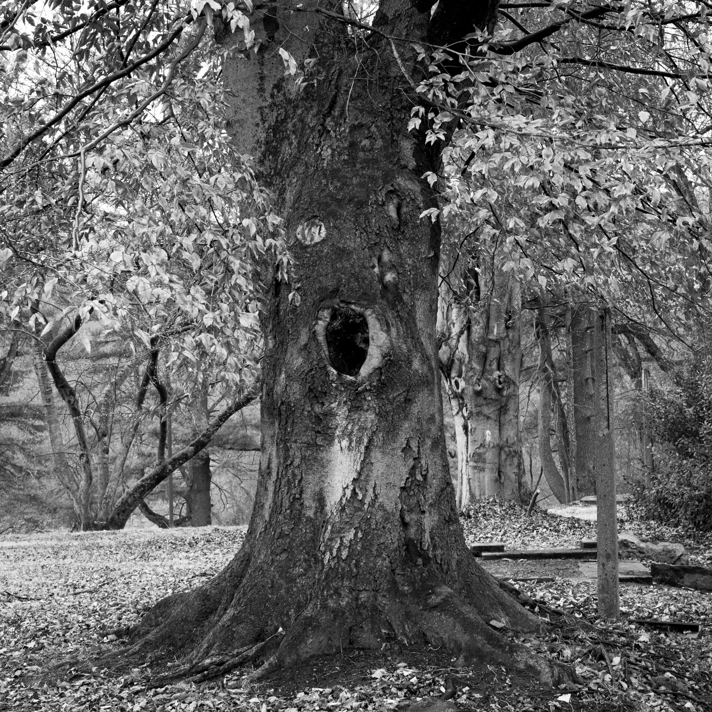 Old tree