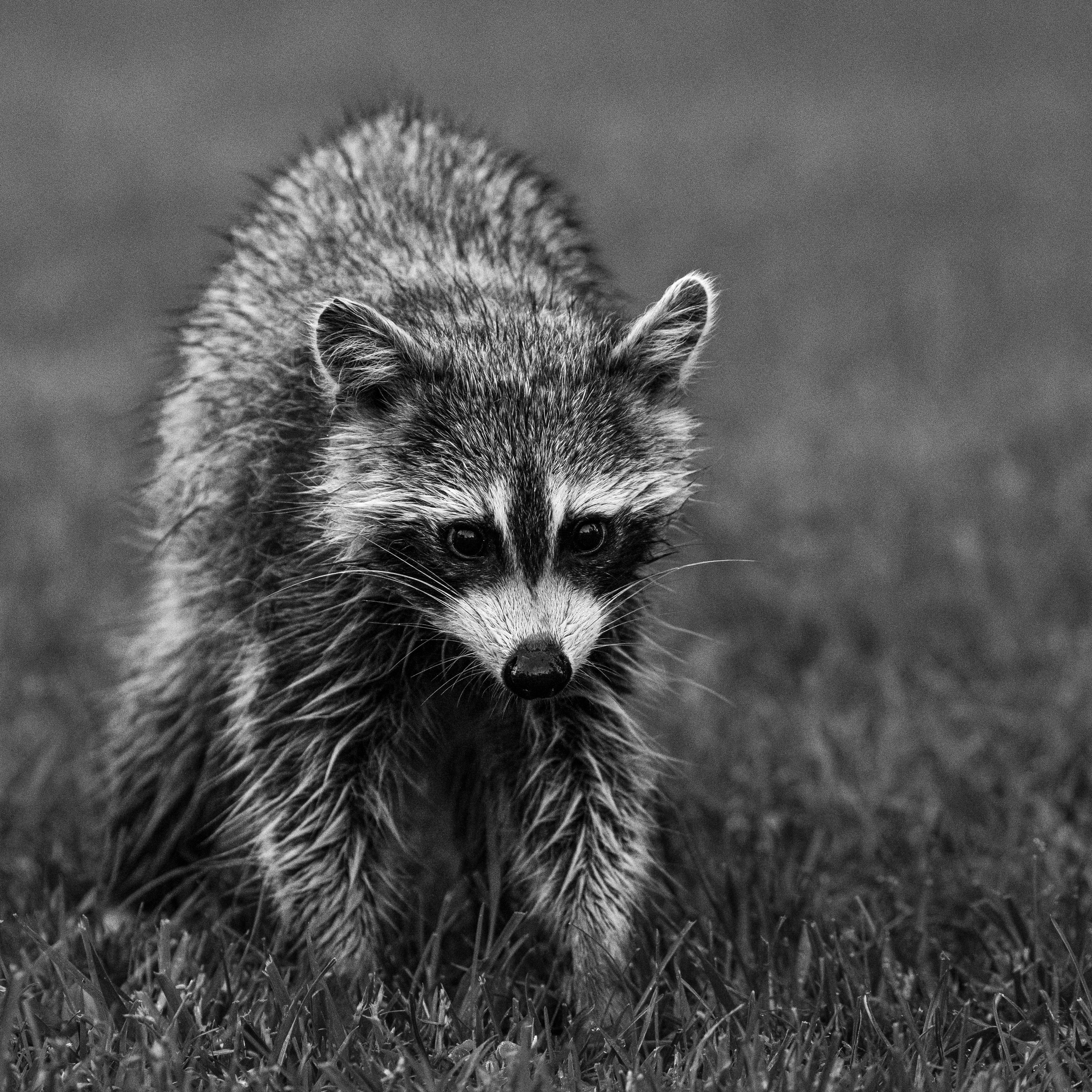 Wildlife album cover