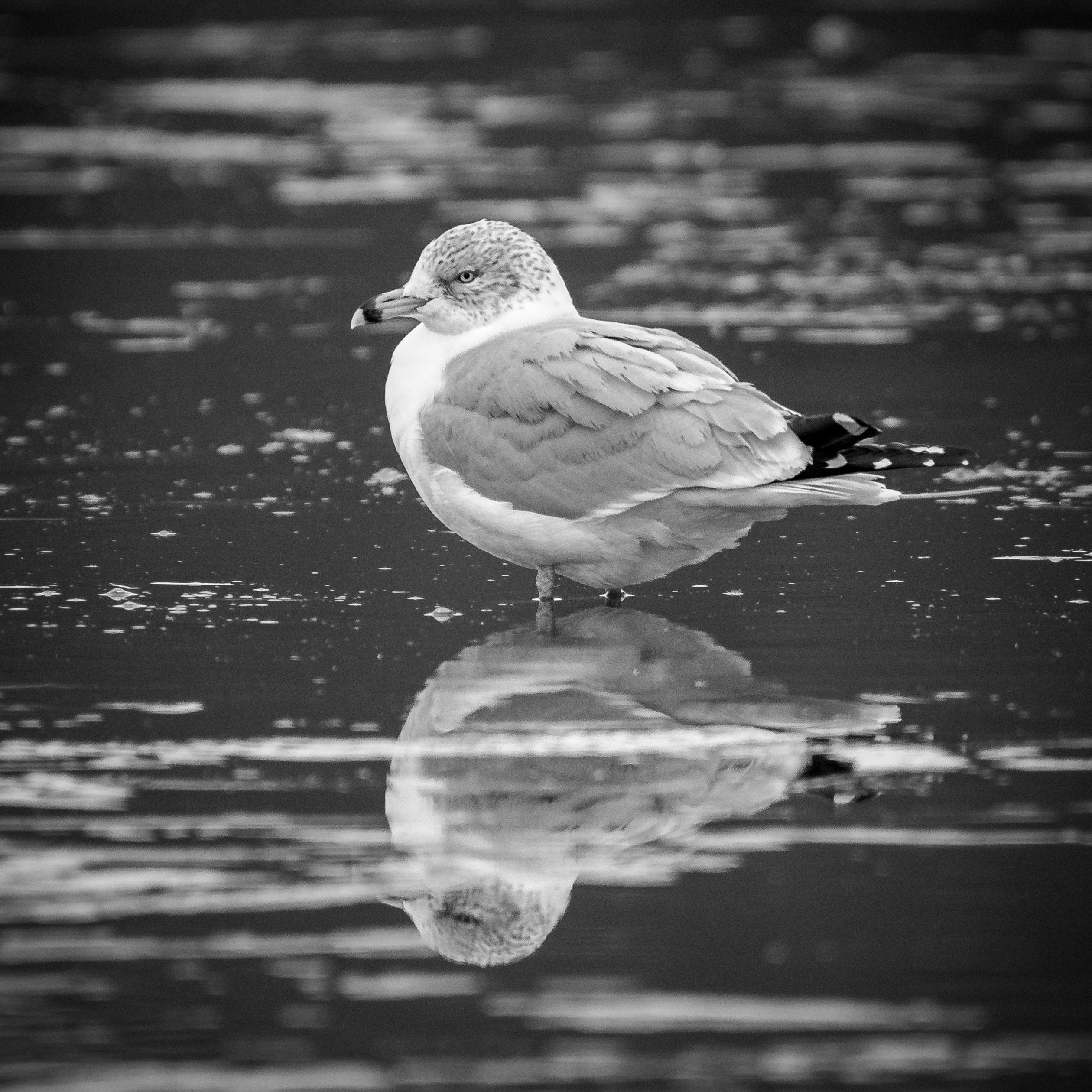 Ring-billed Gull on Icy Lake