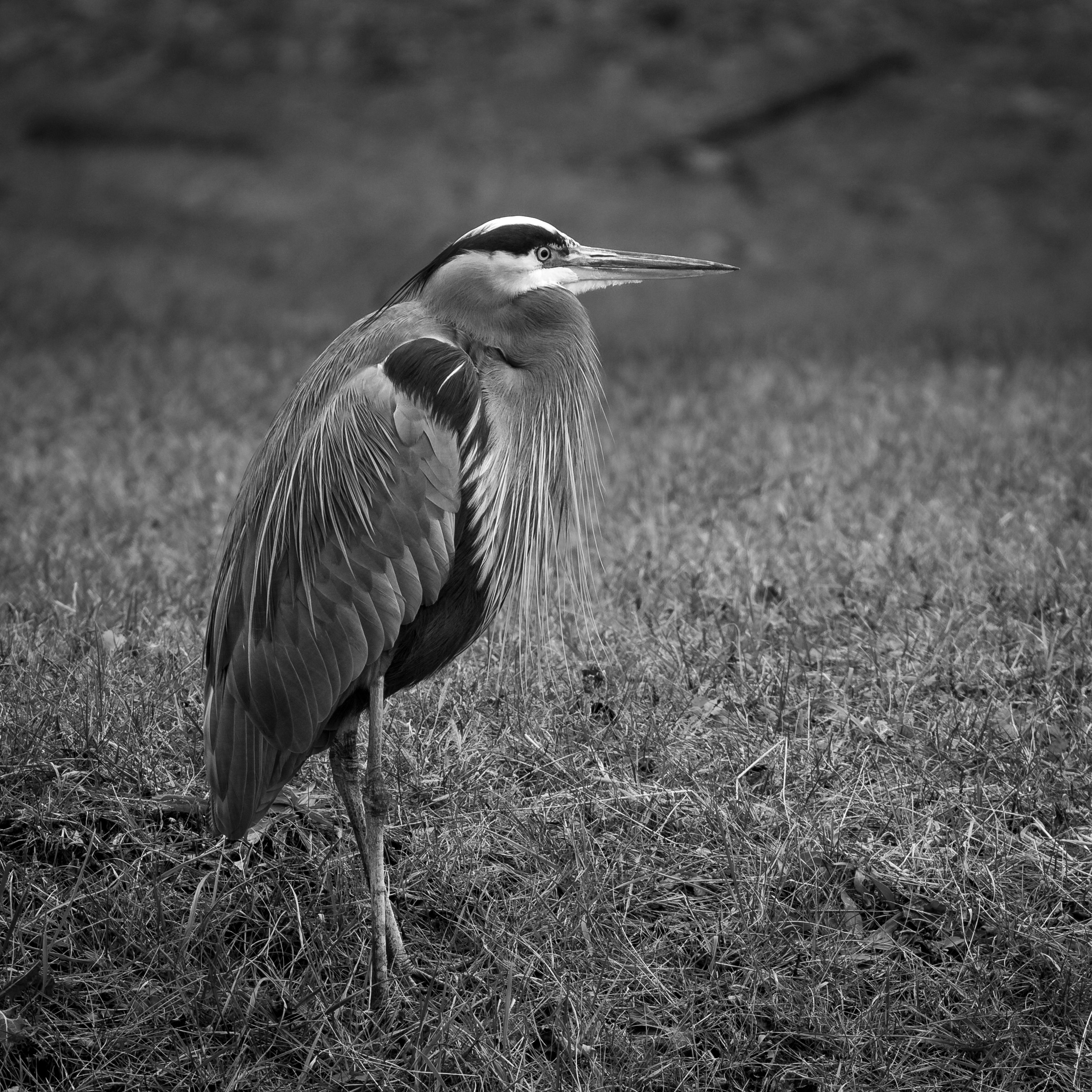 Blue Heron