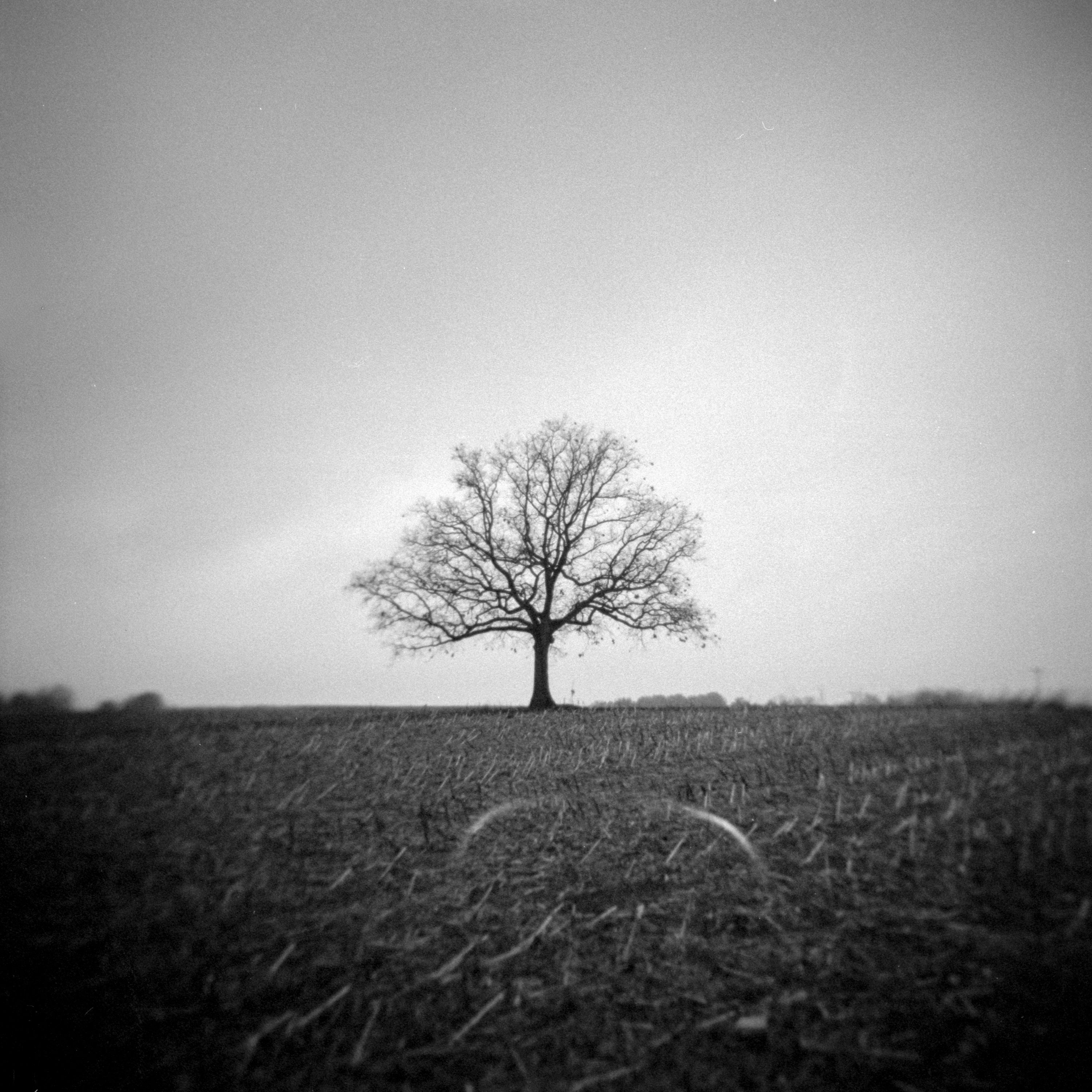 Lone tree